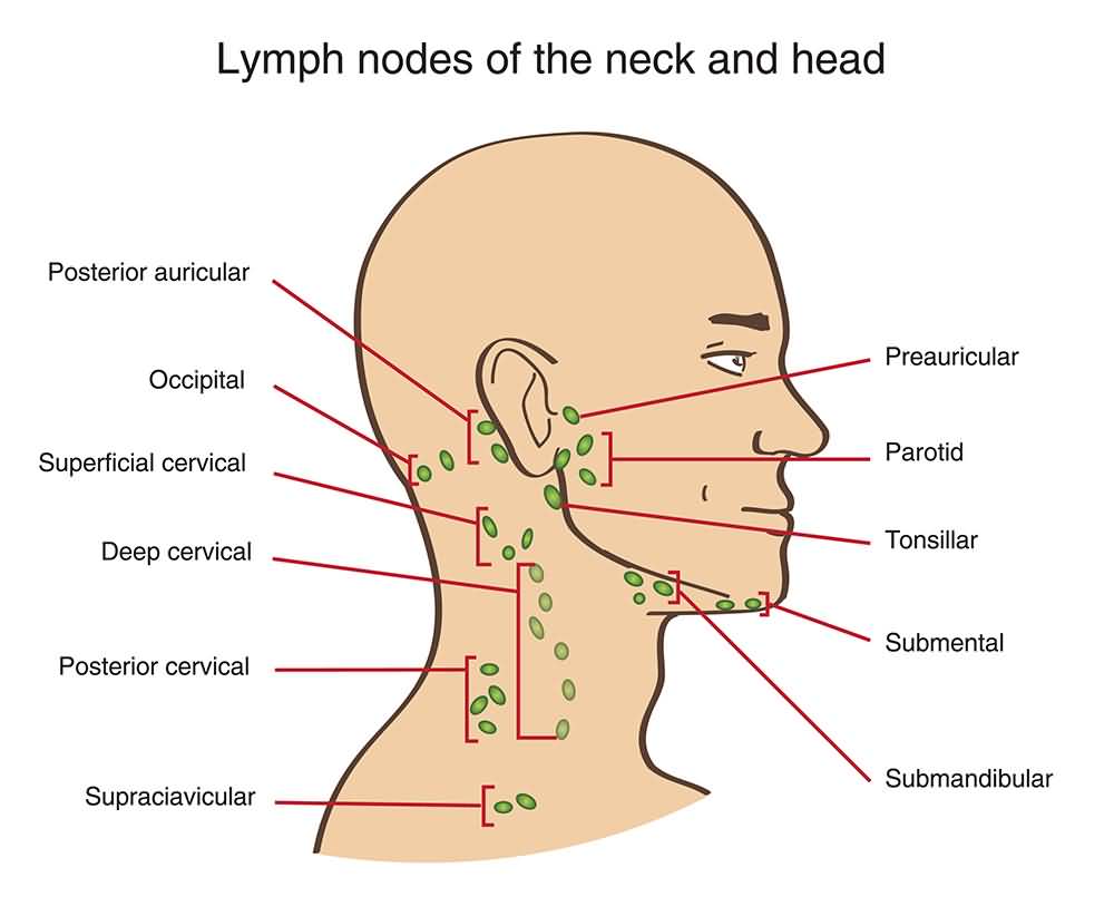 lymph nodes in back of neck diagram