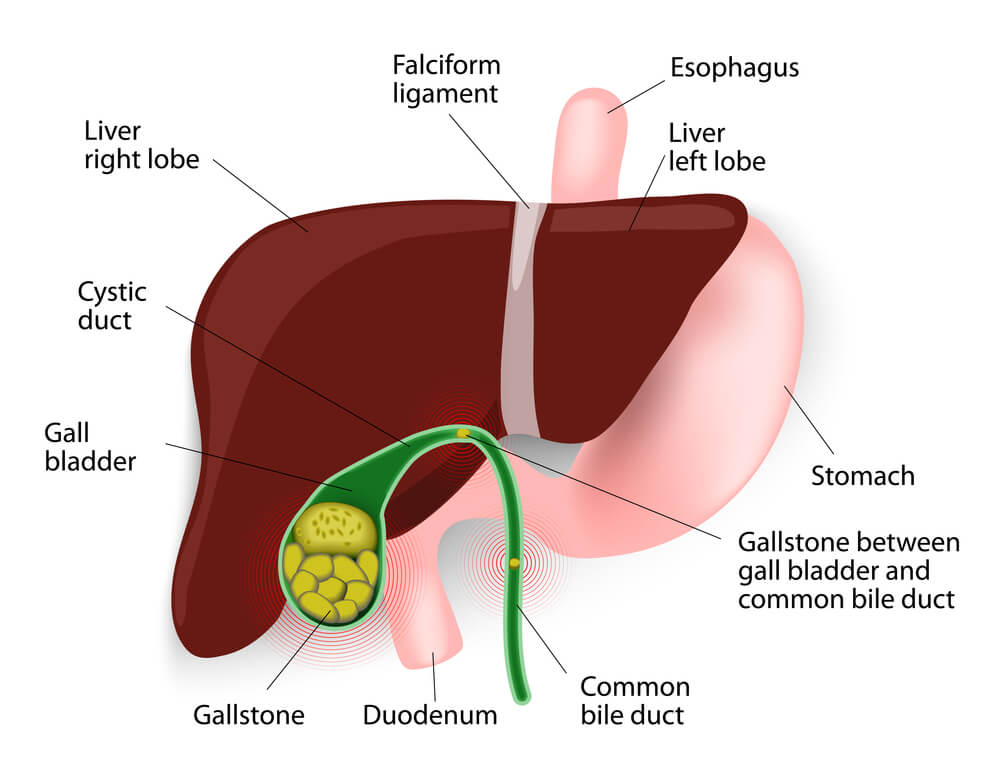 What Is A Bile Duct? What Does Bile Do? | Bile Duct Problems